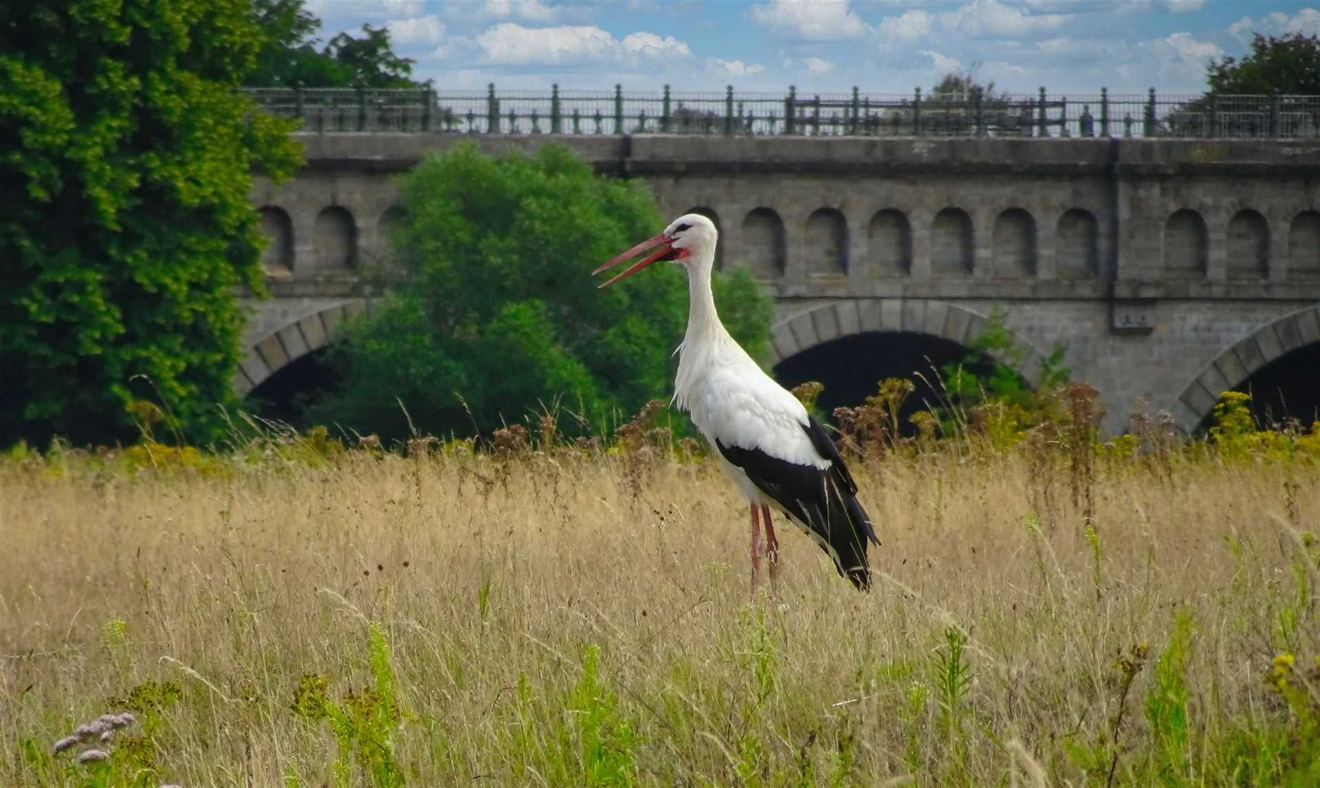 storch