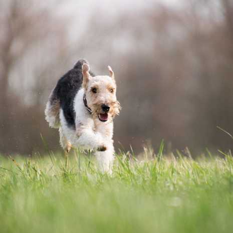 Laufender Hund