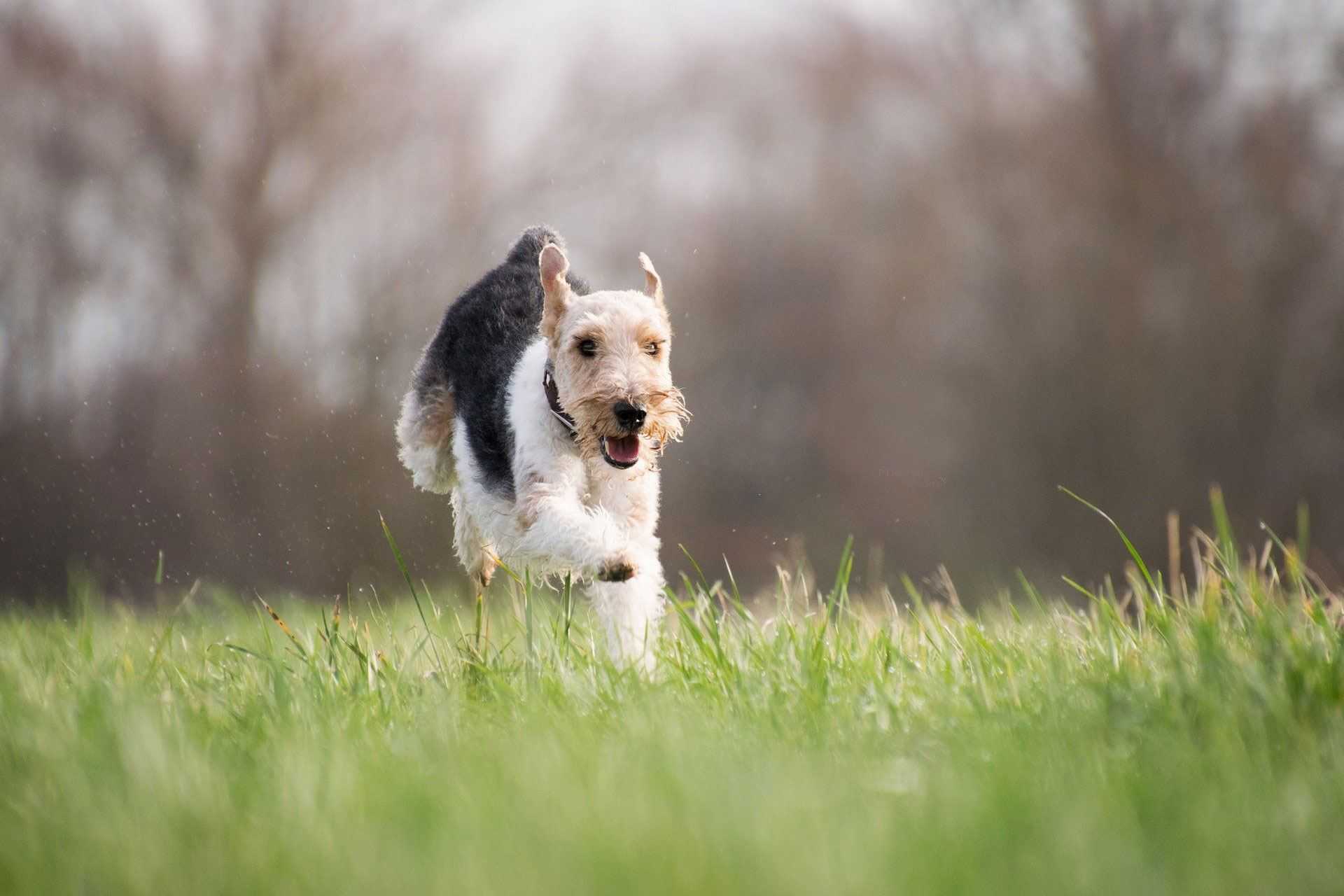 Laufender Hund