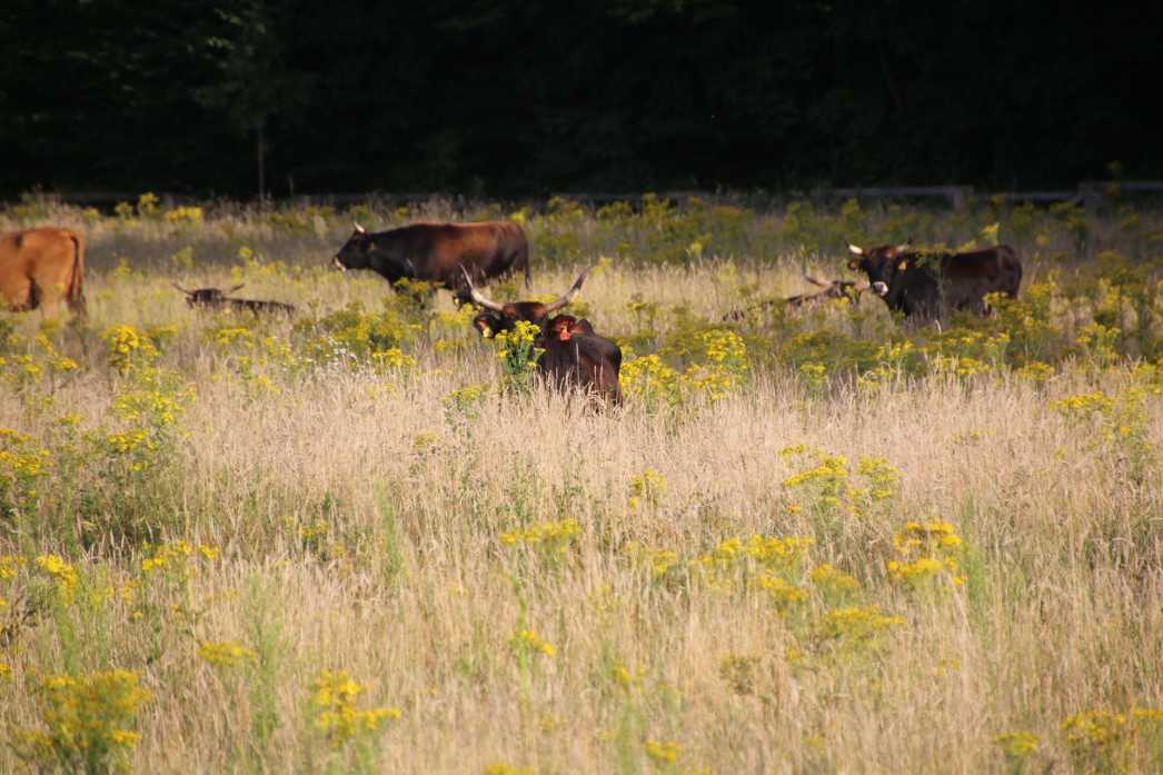 Rinder auf der Steveraue